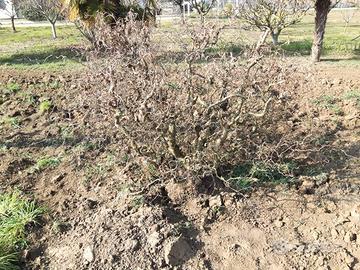 Nocciolo tortuosa e rami