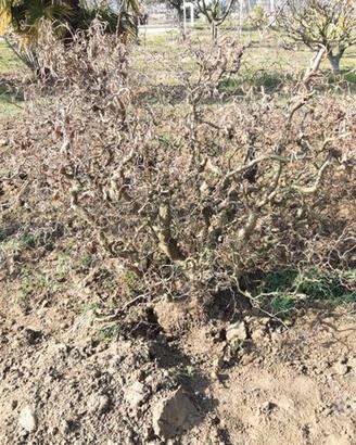 Nocciolo tortuosa e rami