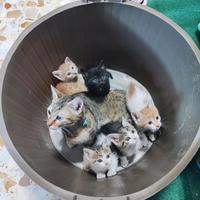 Gatti età un mese
