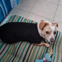 Cane: spritz e con pedigree