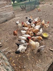 Galline