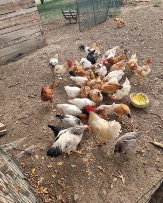 Galline