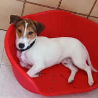 Jack russel maschio