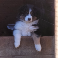 Cuccioli pastore australiano