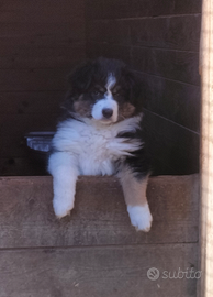 Cuccioli pastore australiano