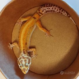 Geco leopardino
