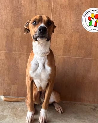 AGATINO che musino dolce