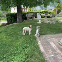 Lagotto Romagnolo