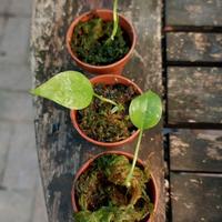 Seedlings anthurium gracile
