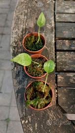 Seedlings anthurium gracile