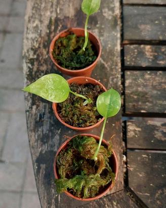 Seedlings anthurium gracile