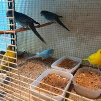 Kakariki vari colori