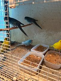 Kakariki vari colori