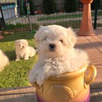 Maltese maschietto