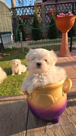 Maltese maschietto
