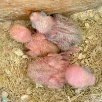 Pulli Pappagalli Roseicollis