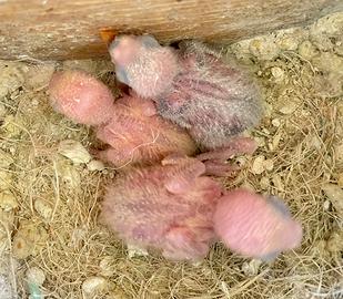 Pulli Pappagalli Roseicollis