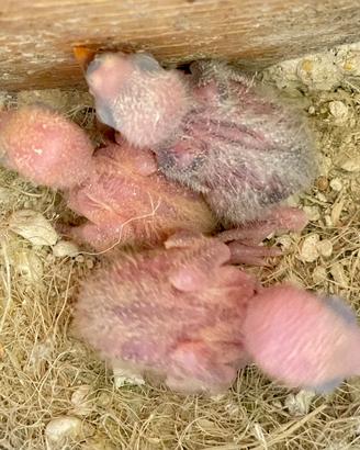 Pulli Pappagalli Roseicollis