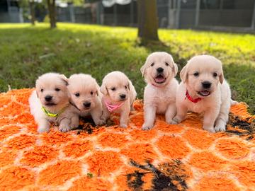 Golden retriver