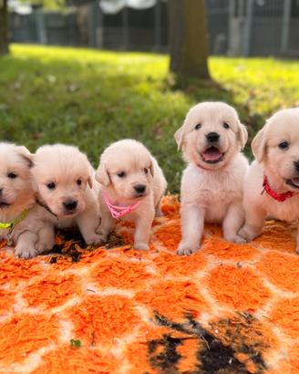 Golden retriver