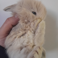 Coniglio ariete nano