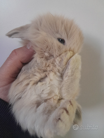 Coniglio ariete nano