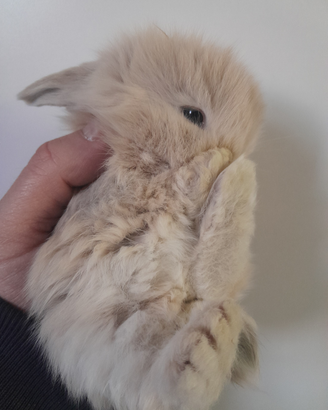 Coniglio ariete nano