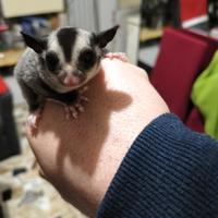 Petauro dello zucchero