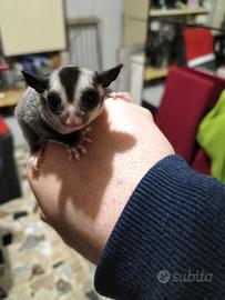 Petauro dello zucchero