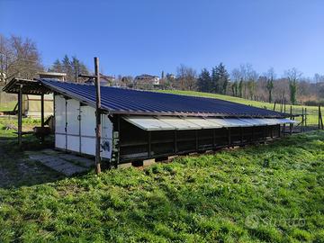 Pollaio professionale 250 galline ovaiole