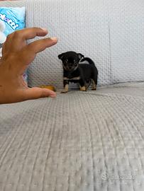 Chihuahua pincer