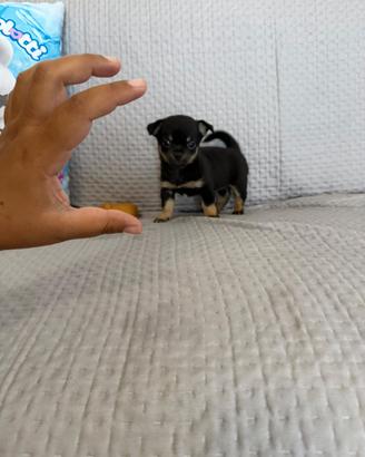 Chihuahua pincer
