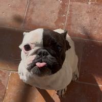 Bulldog francese