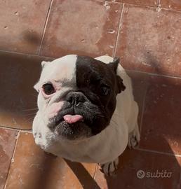 Bulldog francese