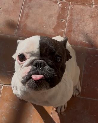 Bulldog francese