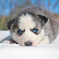 Stupenda cucciola di Siberian Husky