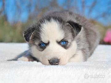 Stupenda cucciola di Siberian Husky