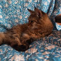 Cucciolona maine coon