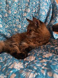 Cucciolona maine coon