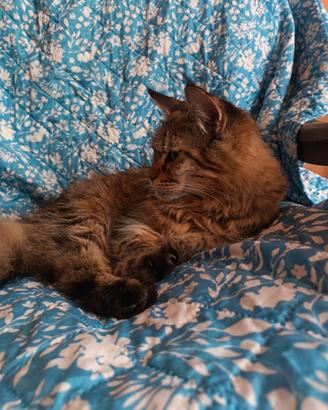 Cucciolona maine coon