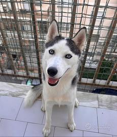 Siberian husky