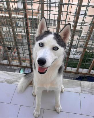 Siberian husky