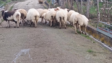 16 pecore valle del Belice e lacaune con 2 monton