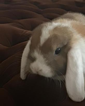 Coniglio ariete nano 4 mesi