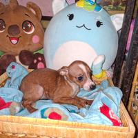 Incrocio tra pincher e chihuahua toy