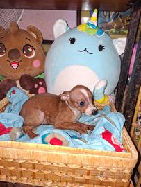 Incrocio tra pincher e chihuahua toy