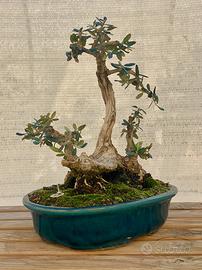 Bonsai di olivastro in stile zattera