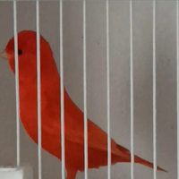 Rossintensi rosso mosaico