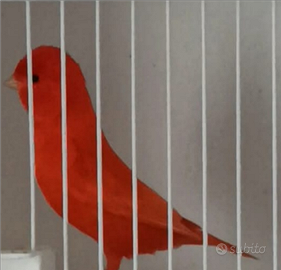 Rossintensi rosso mosaico