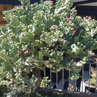 Cladodi di Opuntia Humifusa
